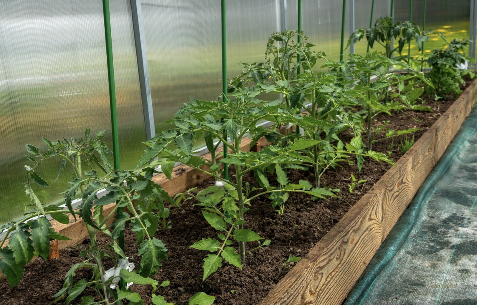 Tomaten im Gewächshaus