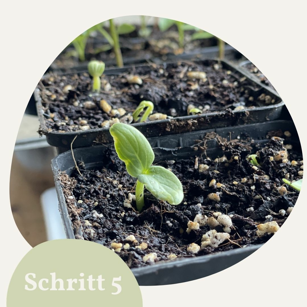 Keimling Kürbis in der anzucht 