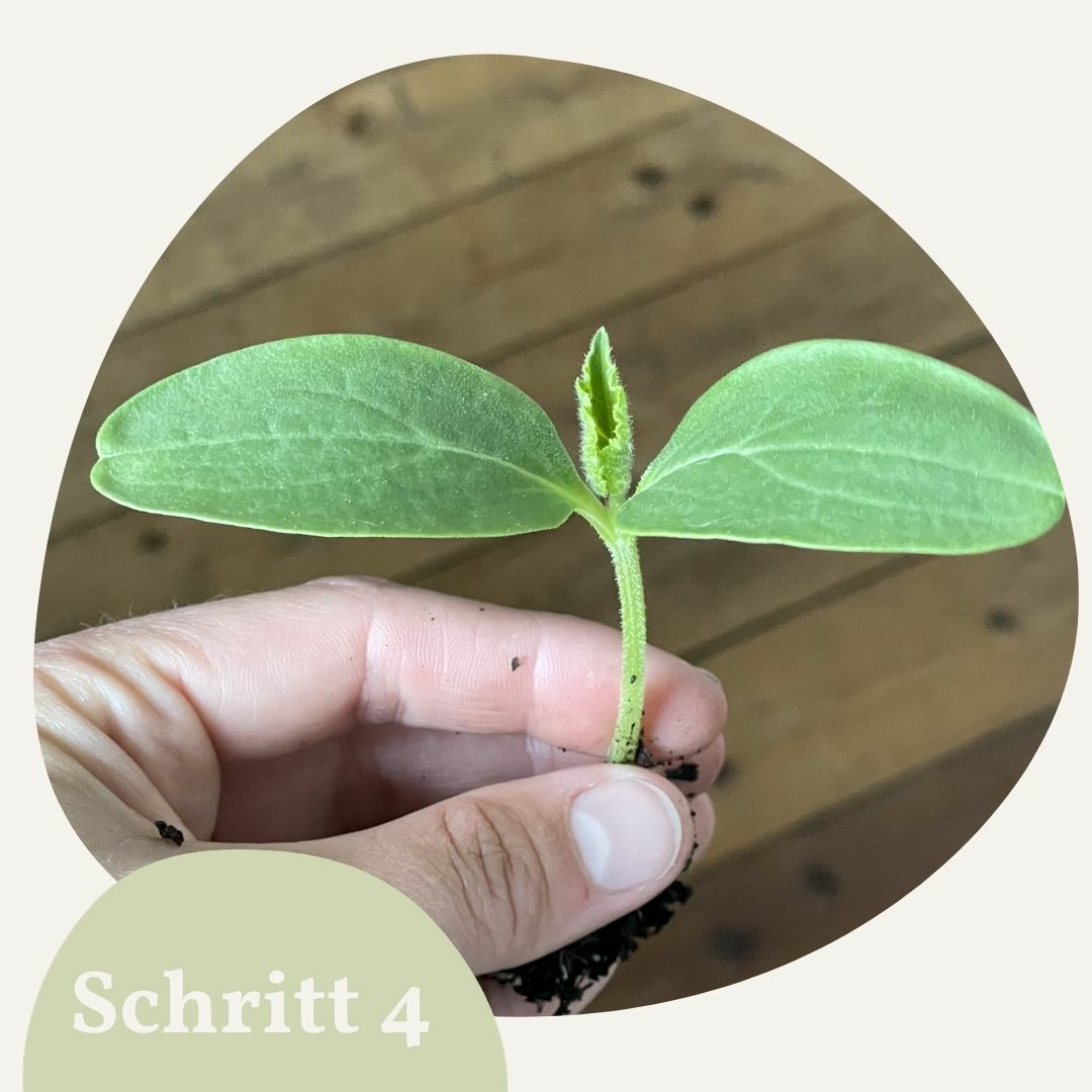 Kürbis keimling aus der Anzucht
