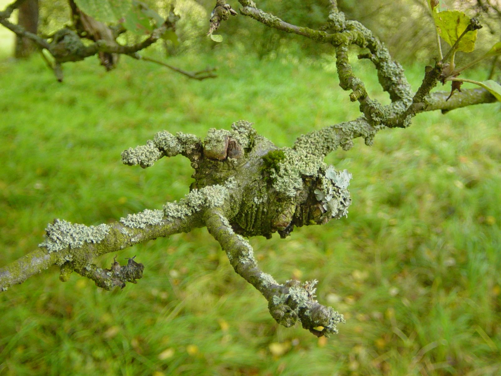 Baumkrebs am Zweig eines Apfelbaums.