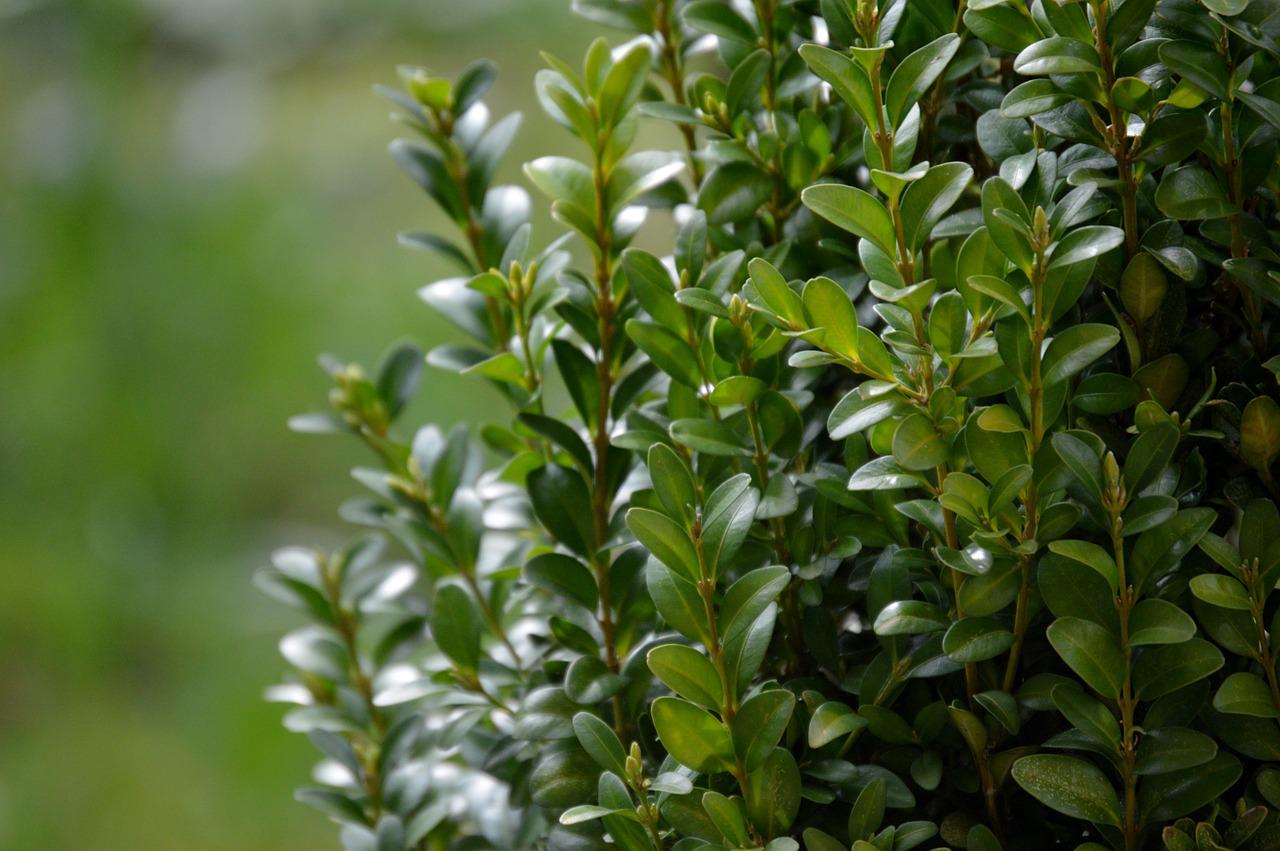 Healthy boxwood