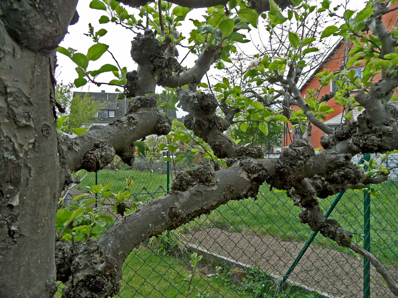 Recognizing and Combating Shoot Diseases: Fire Blight & Co.