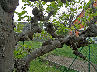Recognizing and Combating Shoot Diseases: Fire Blight & Co.