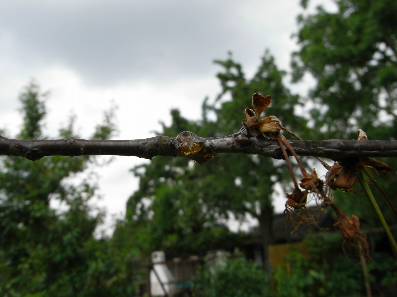 Mit Monilia-Spitzendürre befallener Sauerkirschen-Baum.