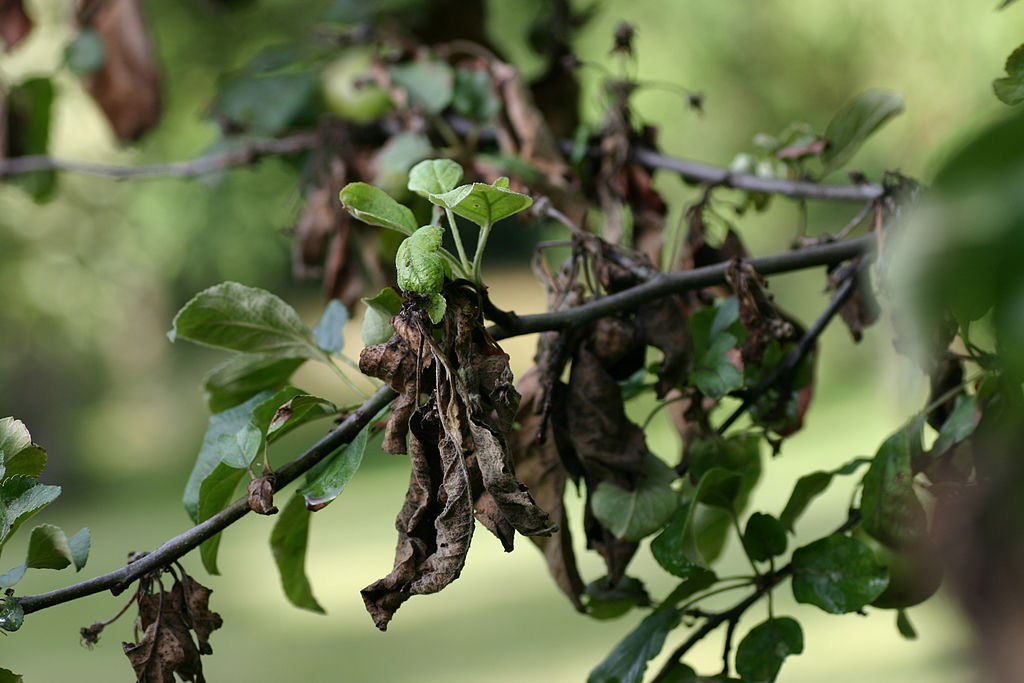 Mit Feuerbrand befallener Apfelbaum