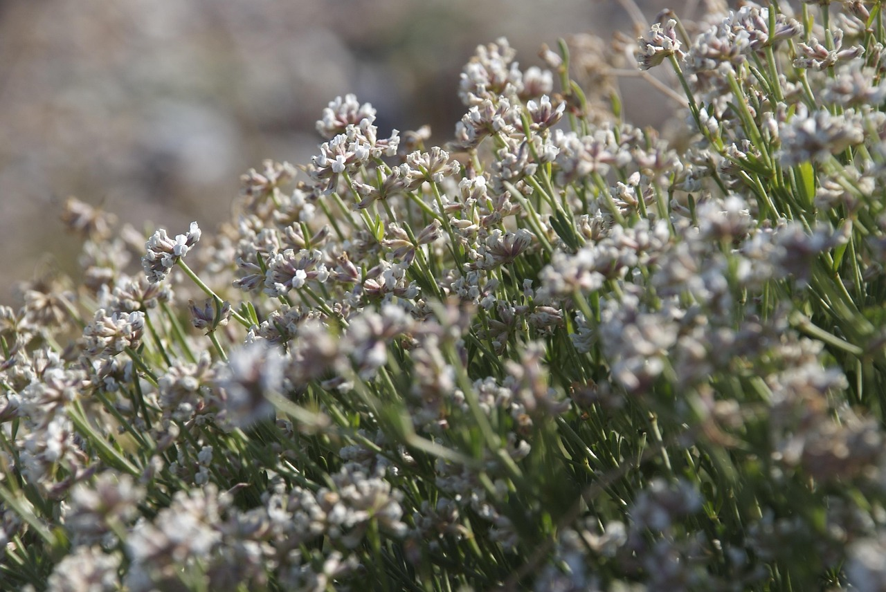 Klimagarten leicht gemacht: Trockenresistente Pflanzen im Überblick
