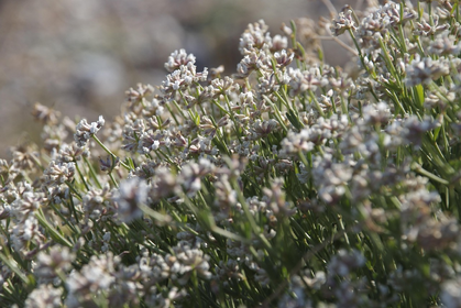 Klimagarten leicht gemacht: Trockenresistente Pflanzen im Überblick