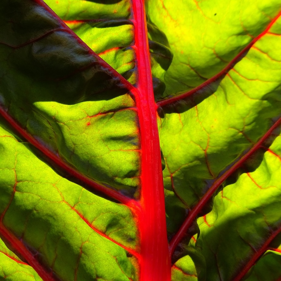 Pflanzenblatt Mangold