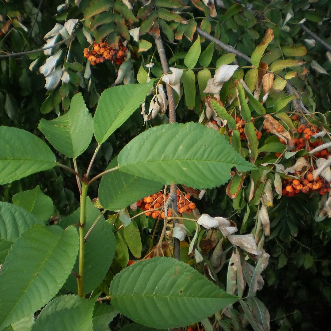 Trockenresistente Pflanze vs. Trockenheitsempfindliche Pflanze