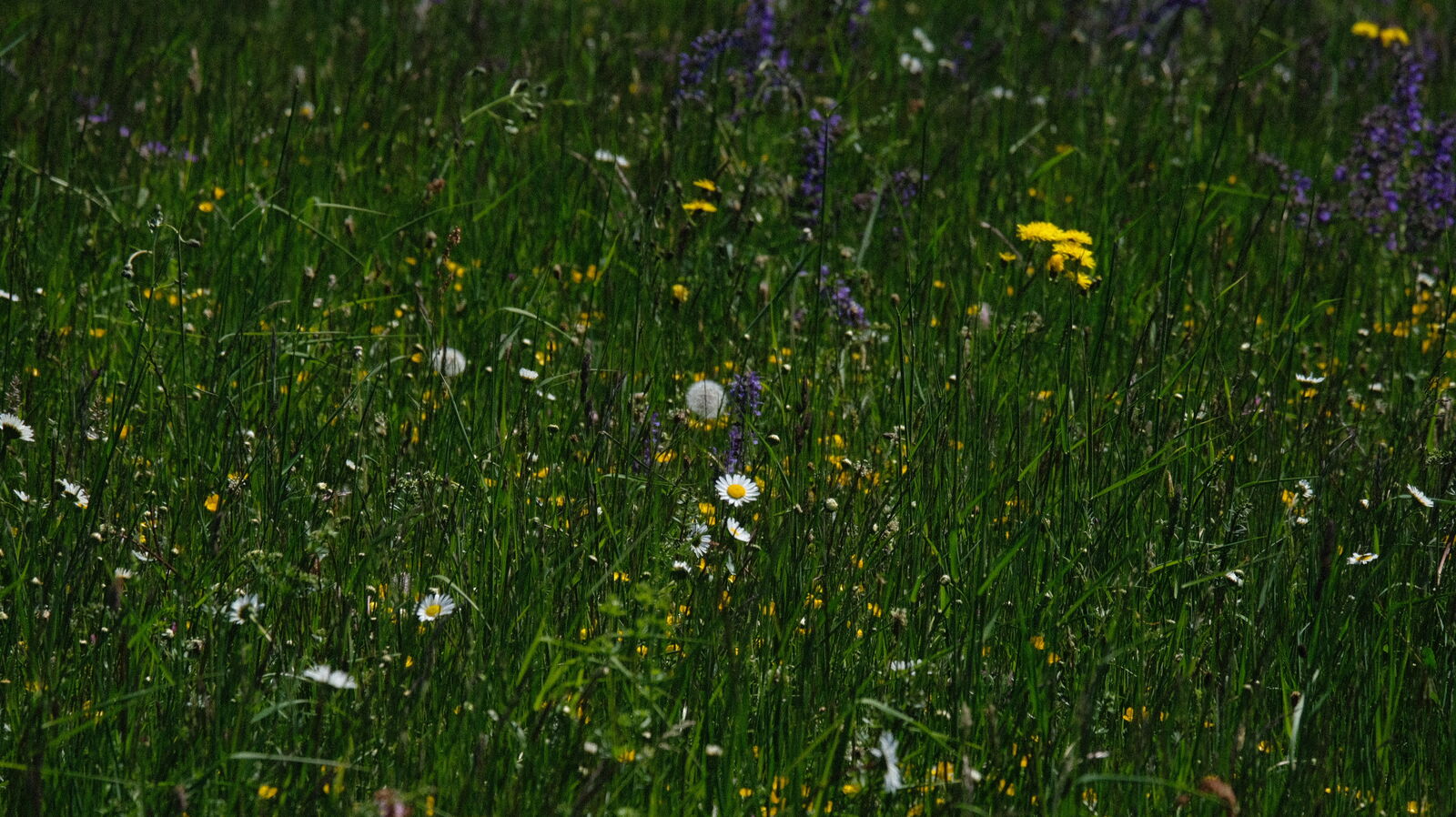 Wilde Wiese