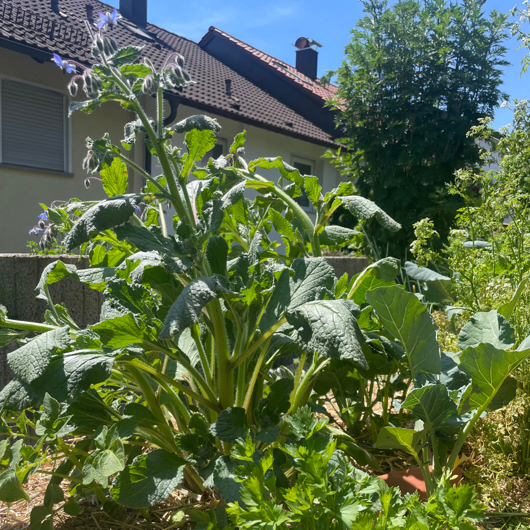 Borretsch ist eine trockenresistente Pflanze
