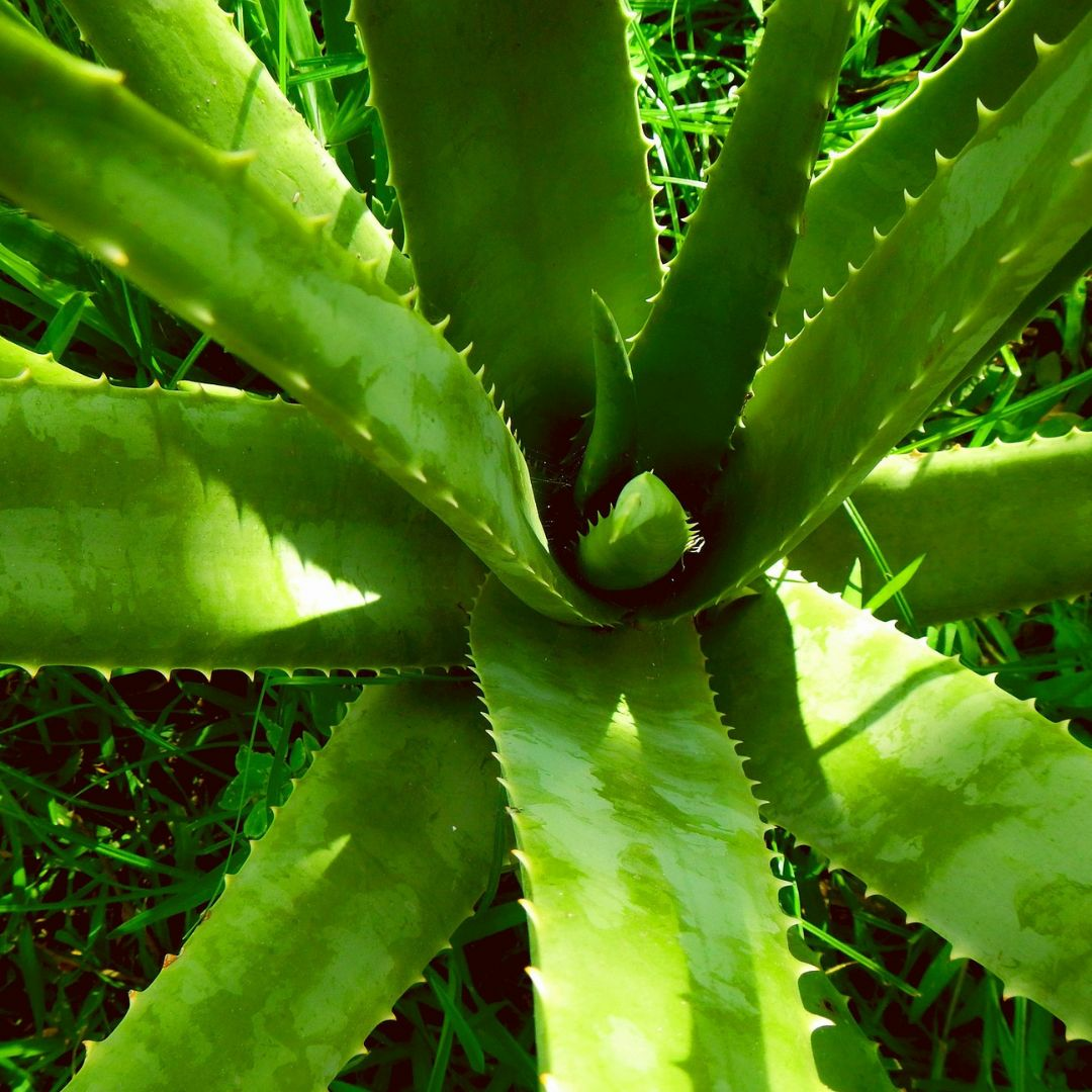 Aloe vera