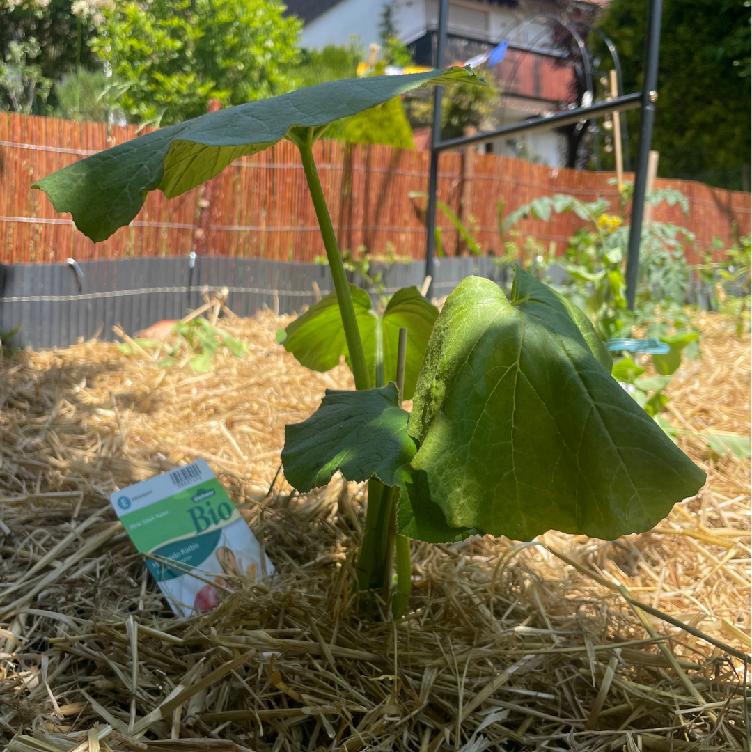 Hängende Blätter während Mittagszeit