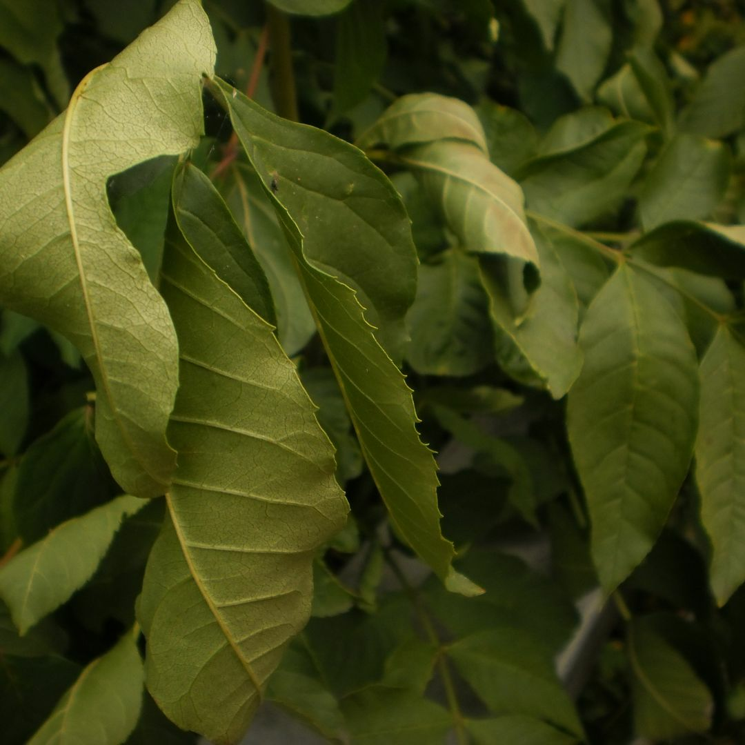Pflanze unter Trockenstress, die ihre Blätter einrollt