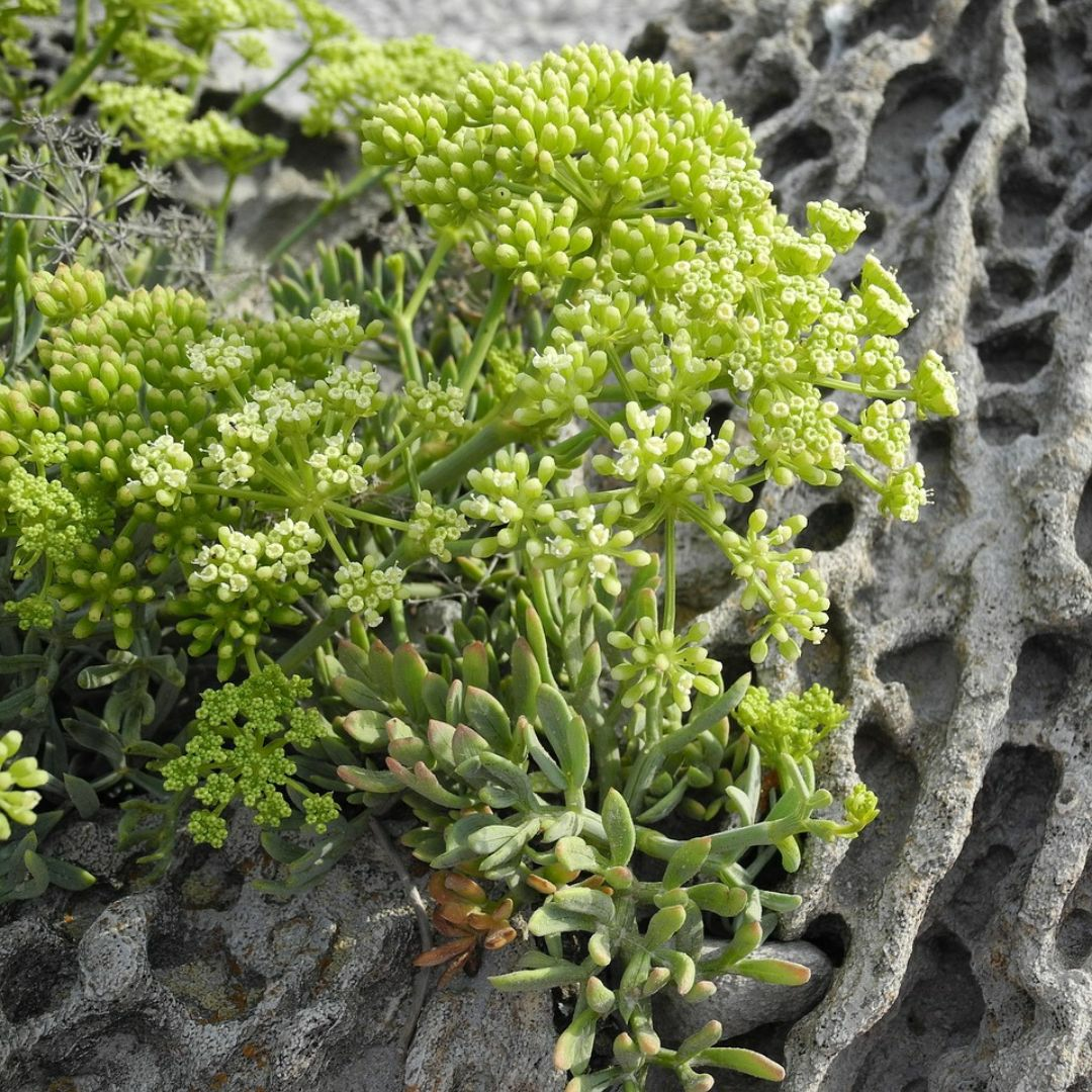 Meerfenchel ist trockenresistent.