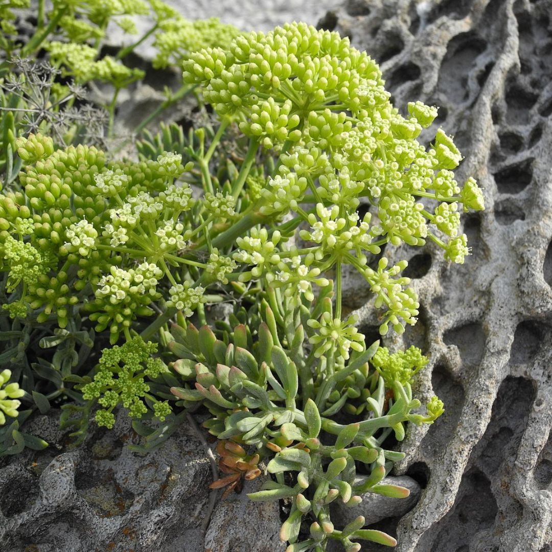 Meerfenchel ist trockenresistent.