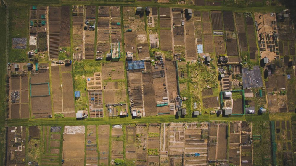 Allotment gardens