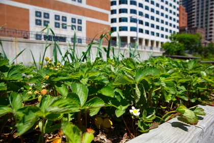 Urban Gardening: Where Can I Garden in the City?