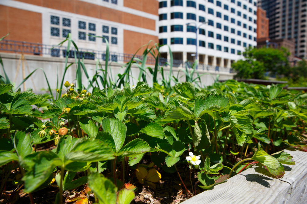 Raised bed with strawberries in the city 