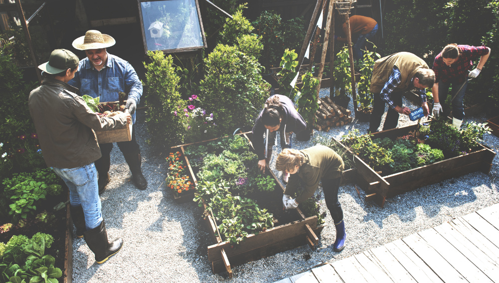 Community garden in the city