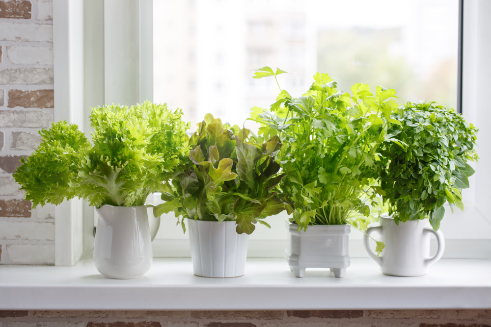 Gardening on the windowsill