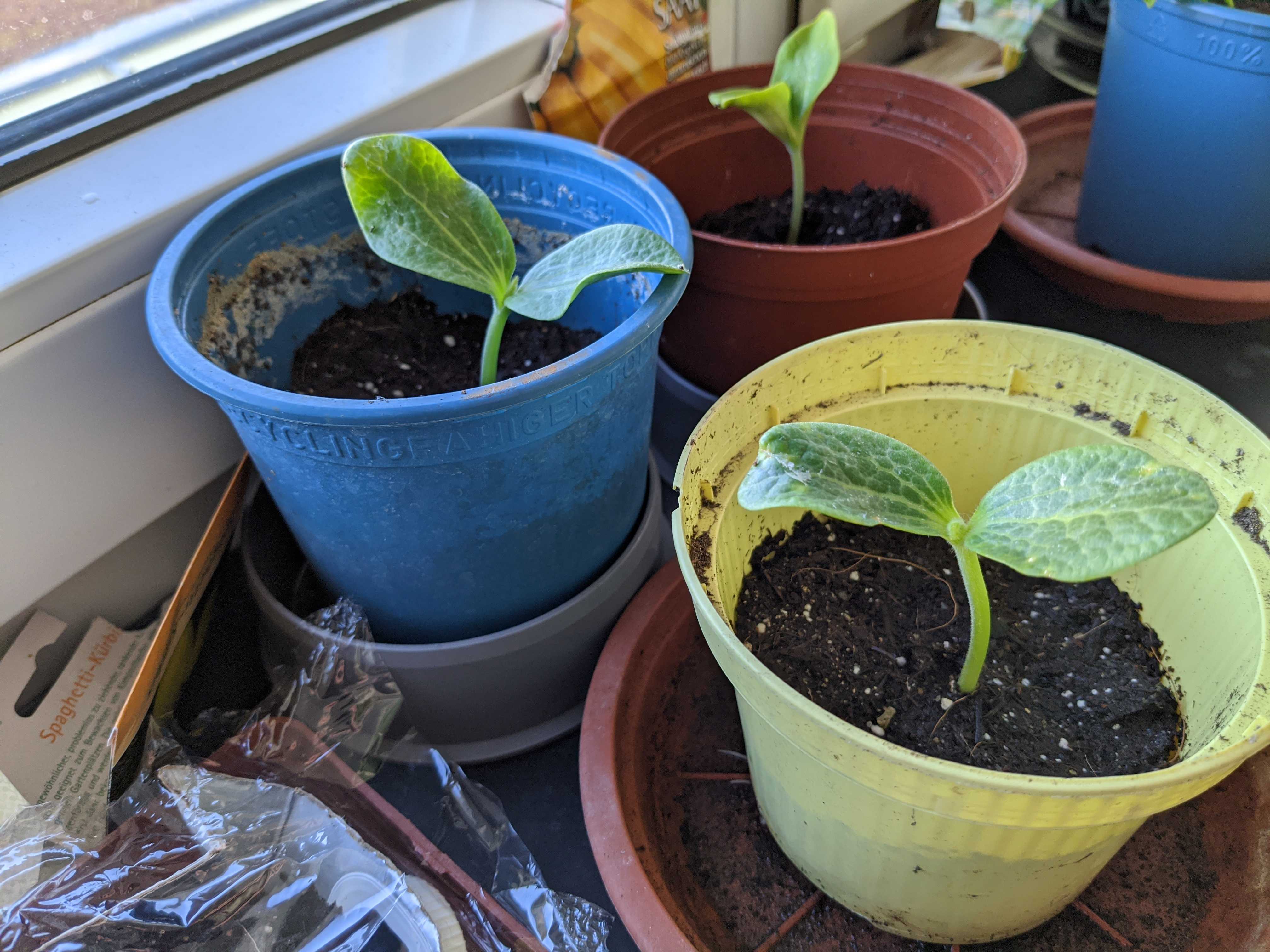 Pre-growing pumpkin plants on the windowsill