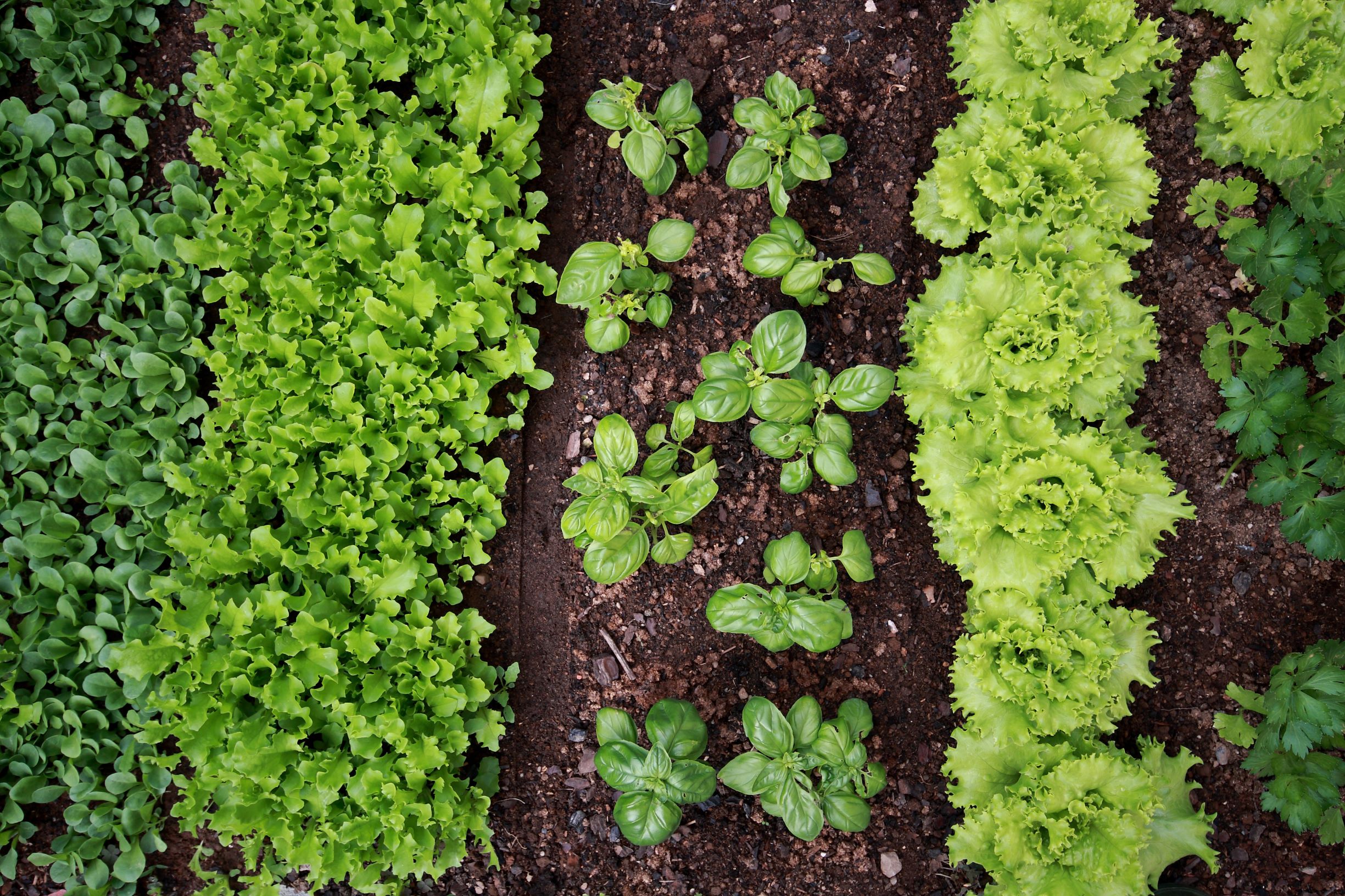 Vegetable patch with salads and herbs