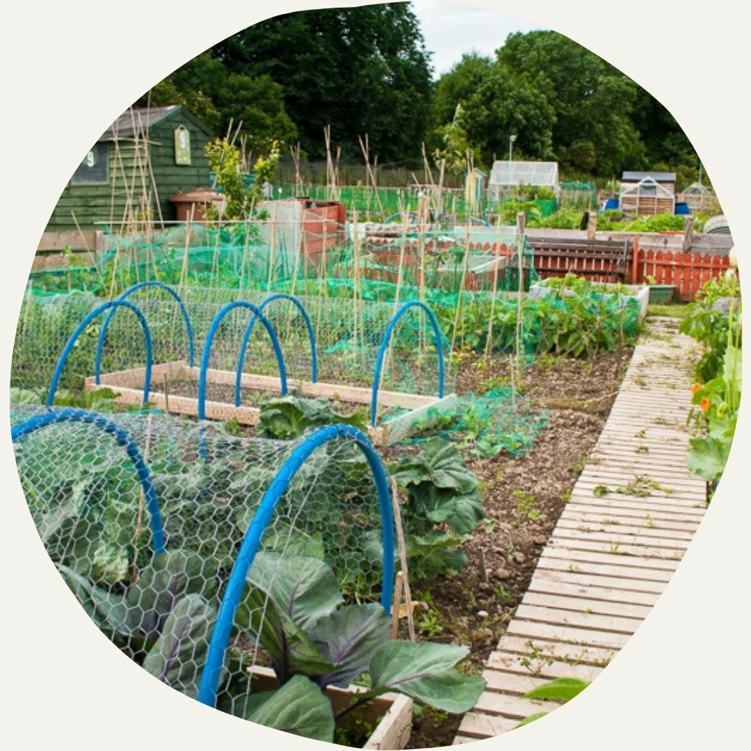 Hobbygarten und Citizen Science