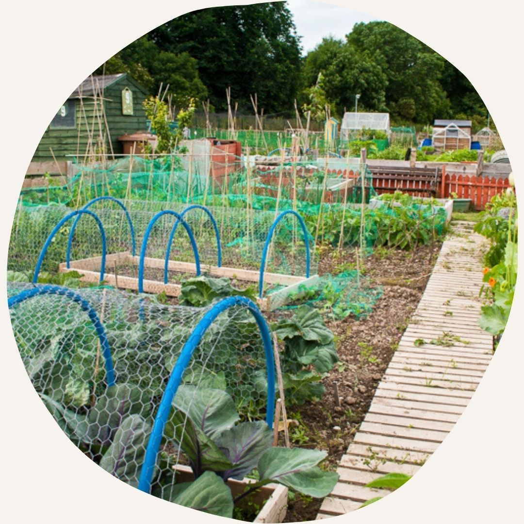 Hobbygarten und Citizen Science