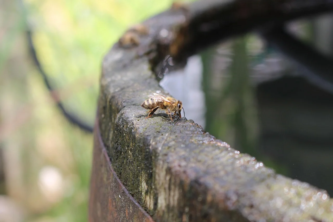 Bees at the rain barrel