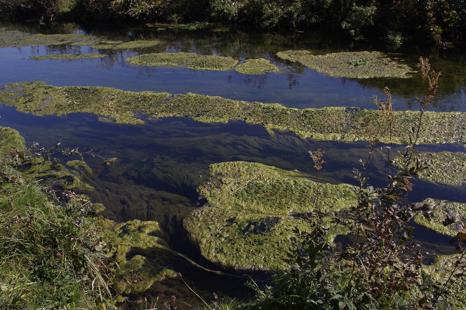 Eutrophication of water bodies