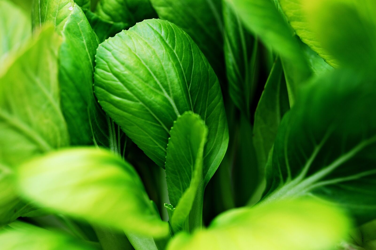 Pak choi plant