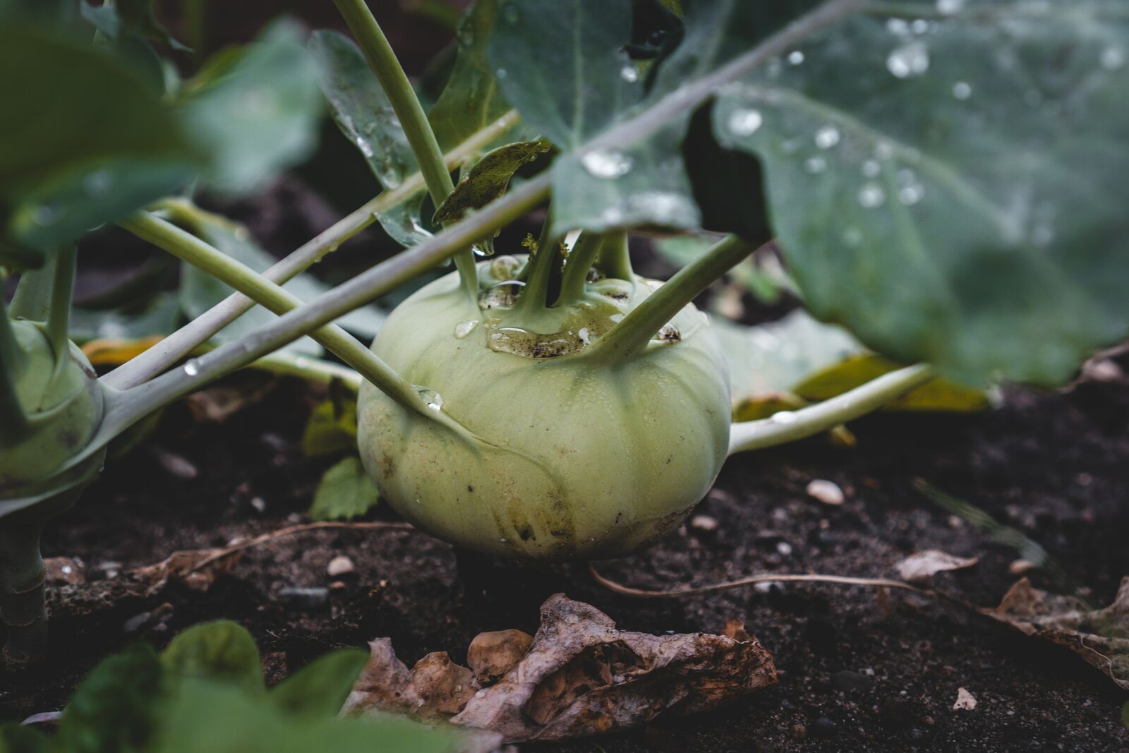 Kohlrabi plant in the bed