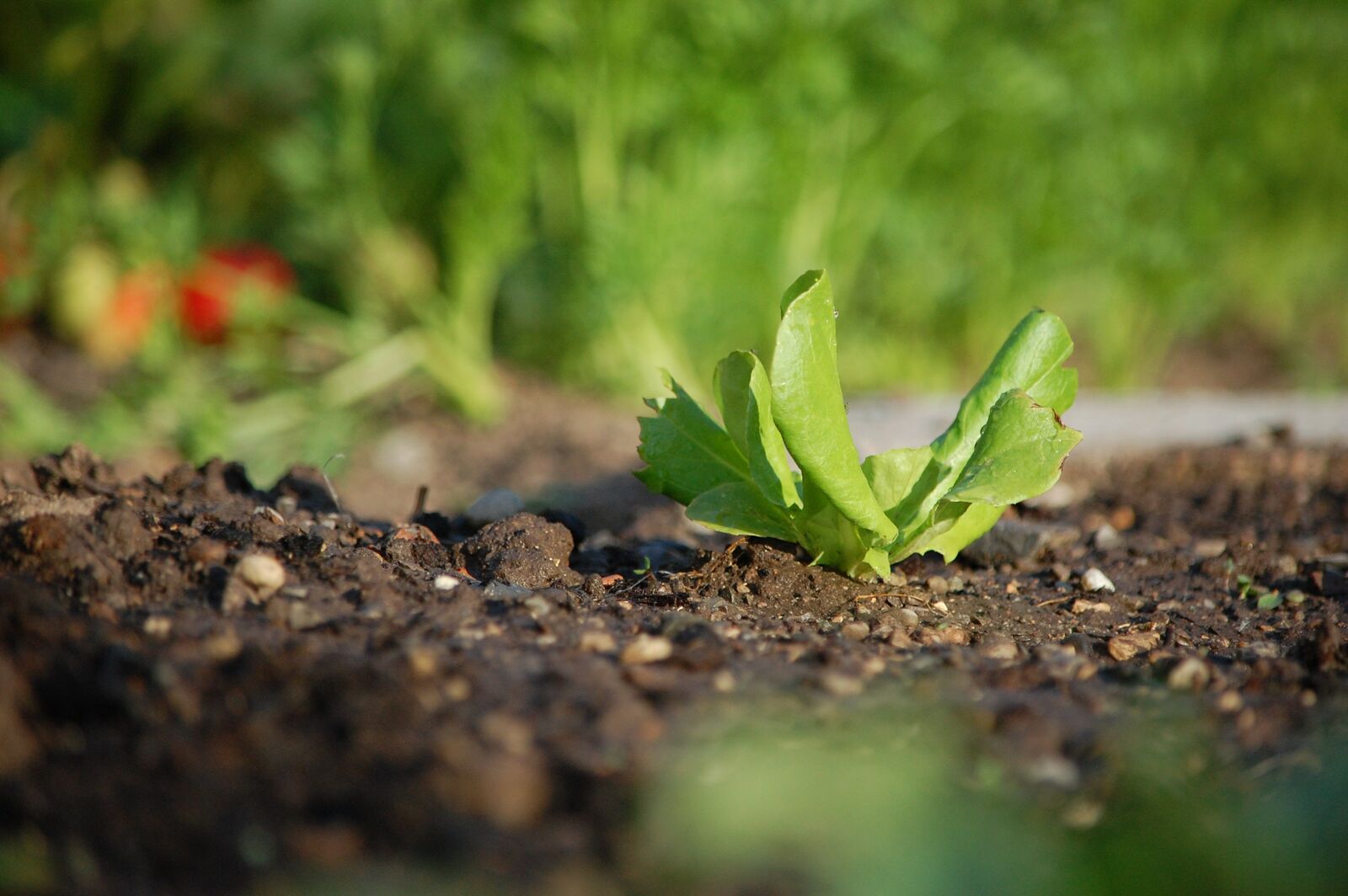 Lettuce in the bed