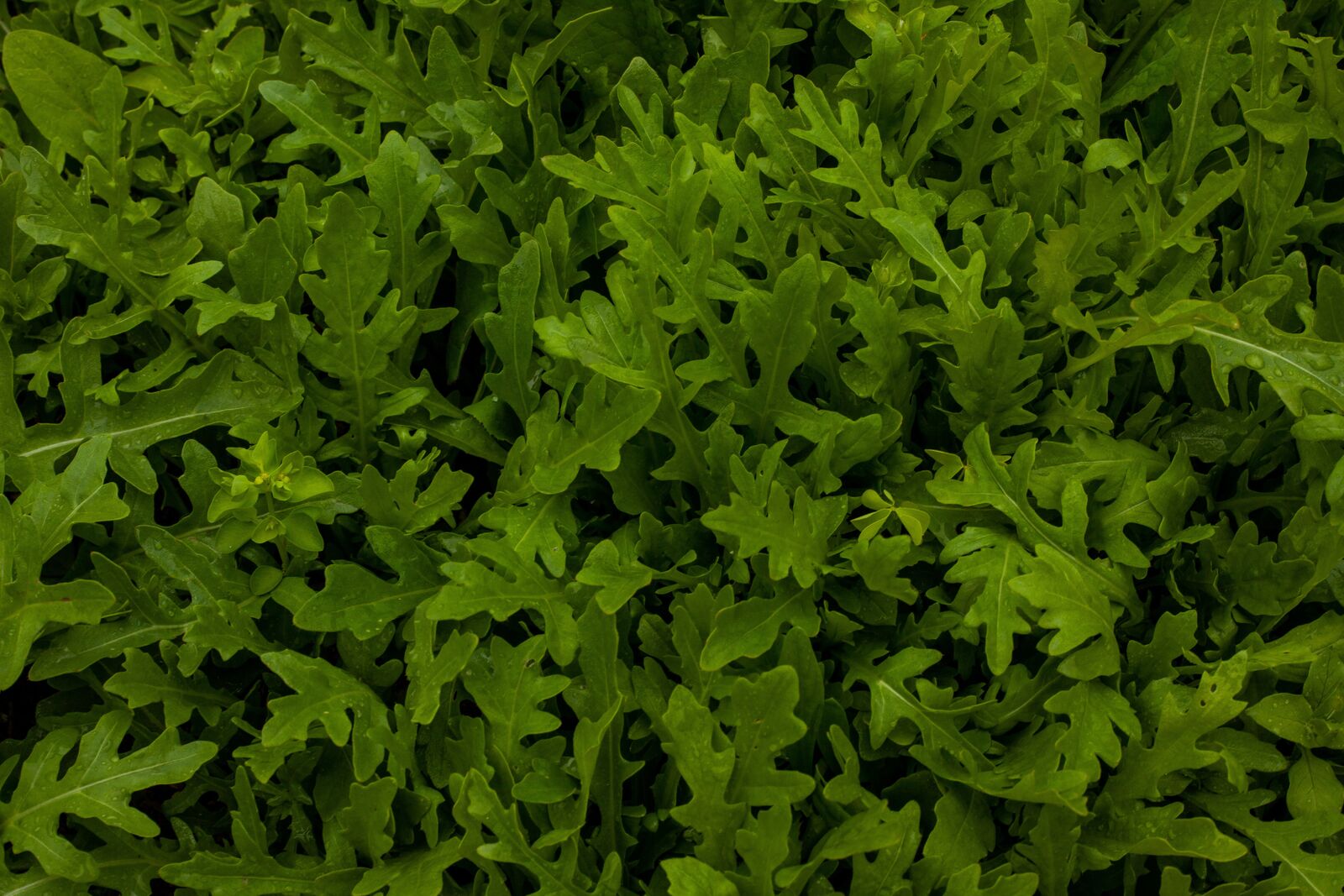 rocket leaves