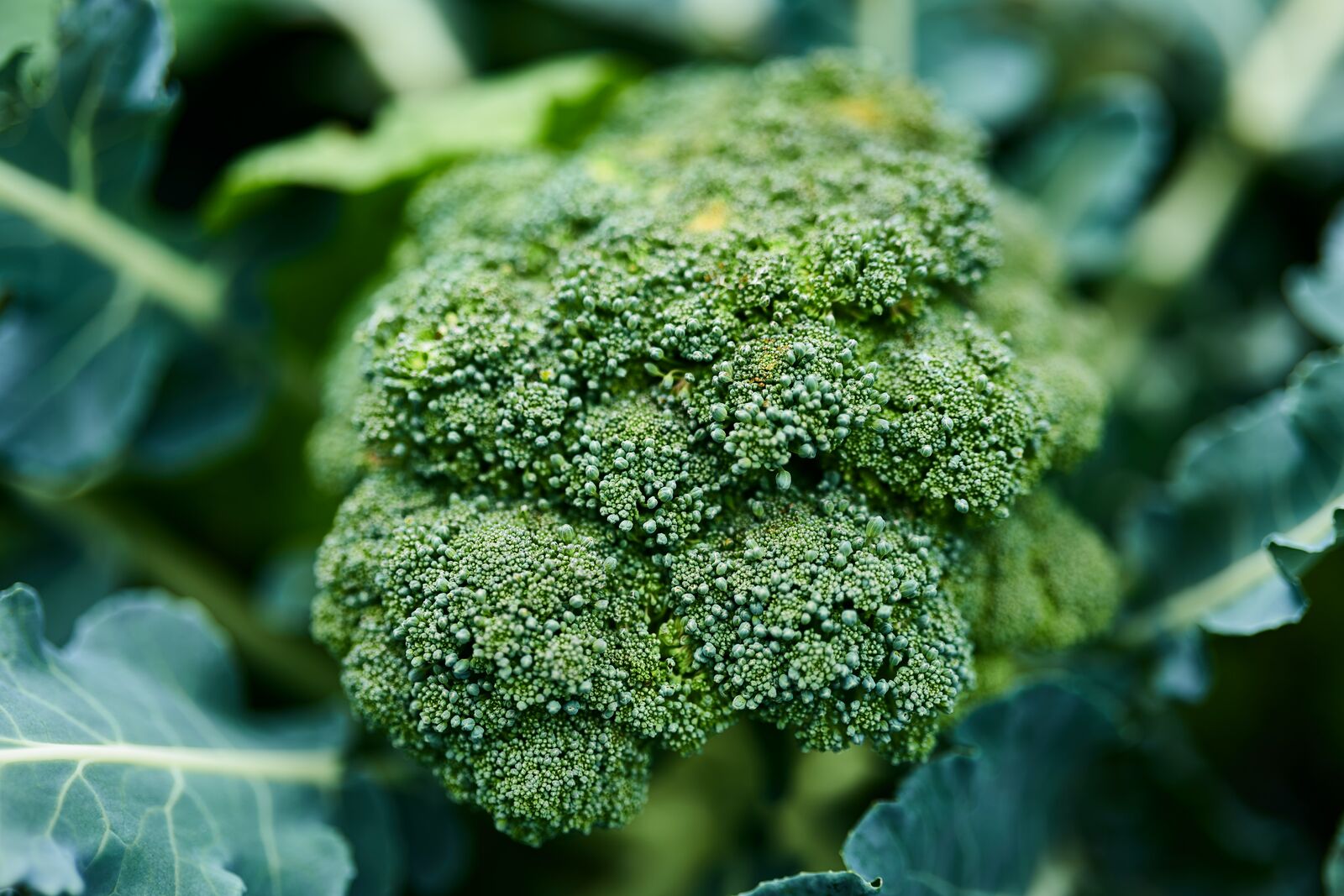 Broccoli plant