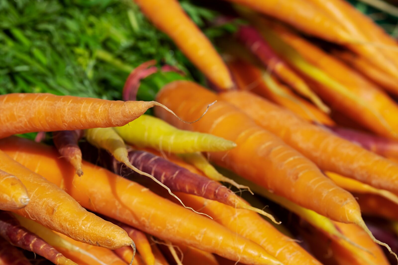 Colorful carrots