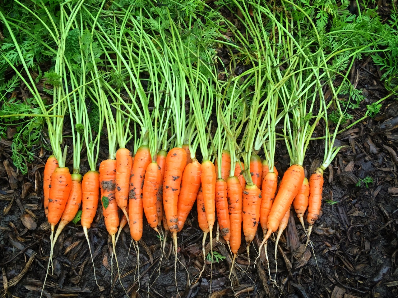 frühe Möhren bei der Ernte