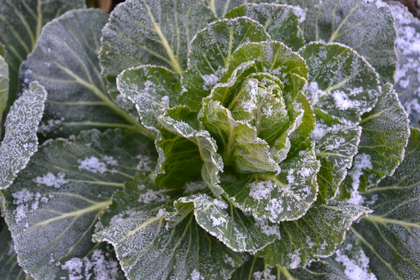 Wintergemüse anbauen und pflanzen: So einfach geht's