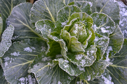 Growing and Planting Winter Vegetables: It’s That Simple