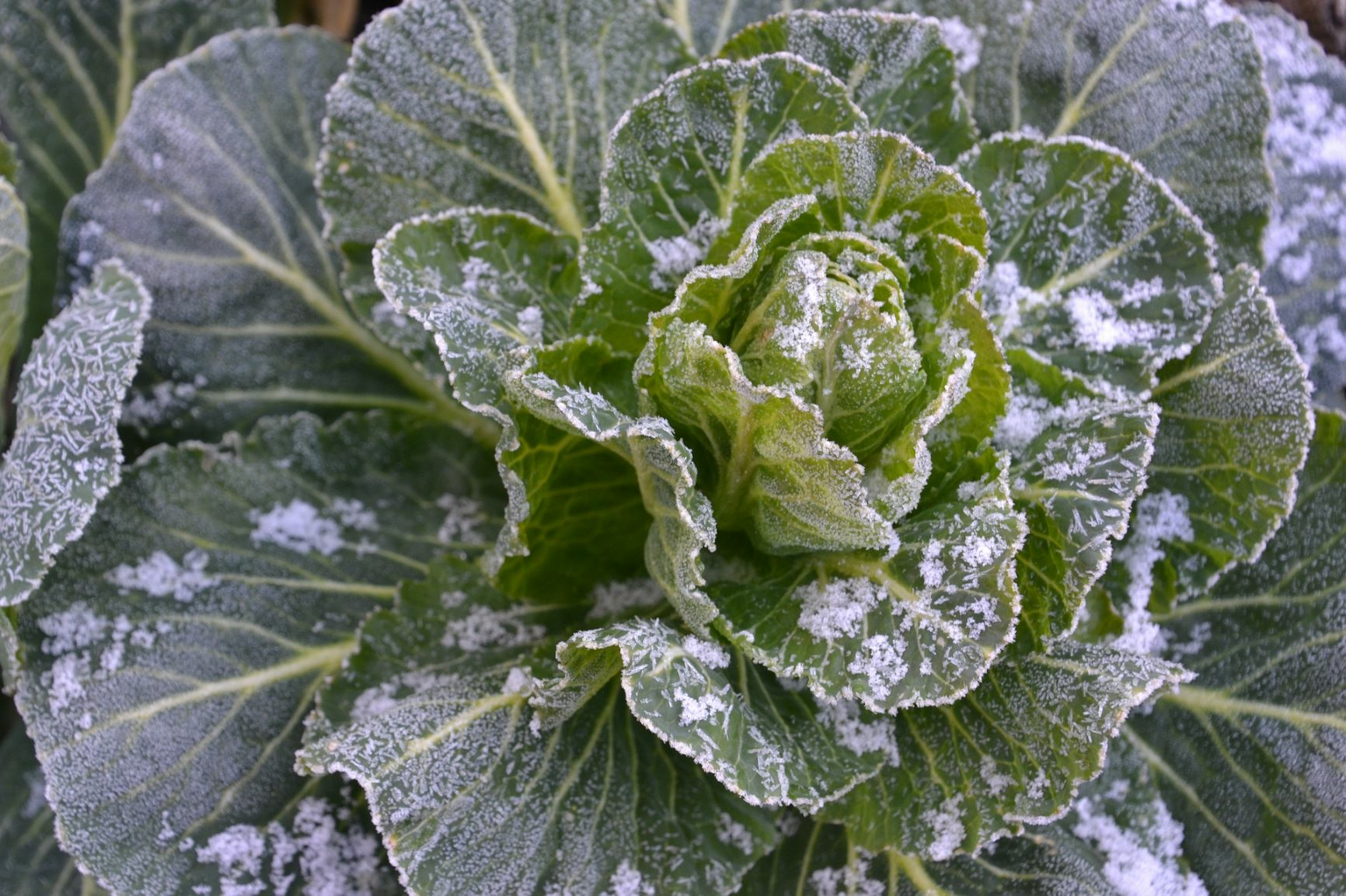 Growing and Planting Winter Vegetables: It’s That Simple