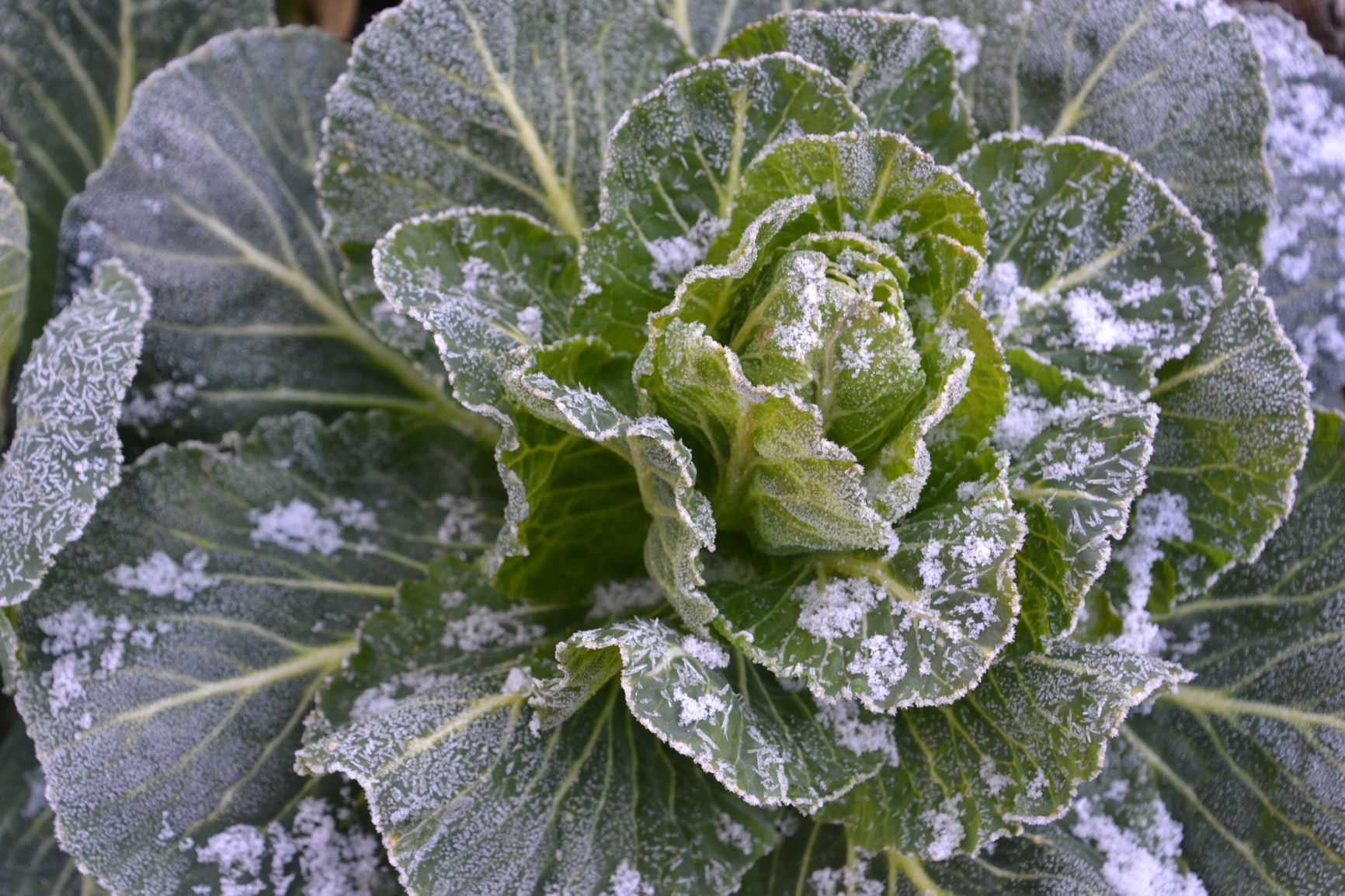 Wintergemüse anbauen und pflanzen: So einfach geht's
