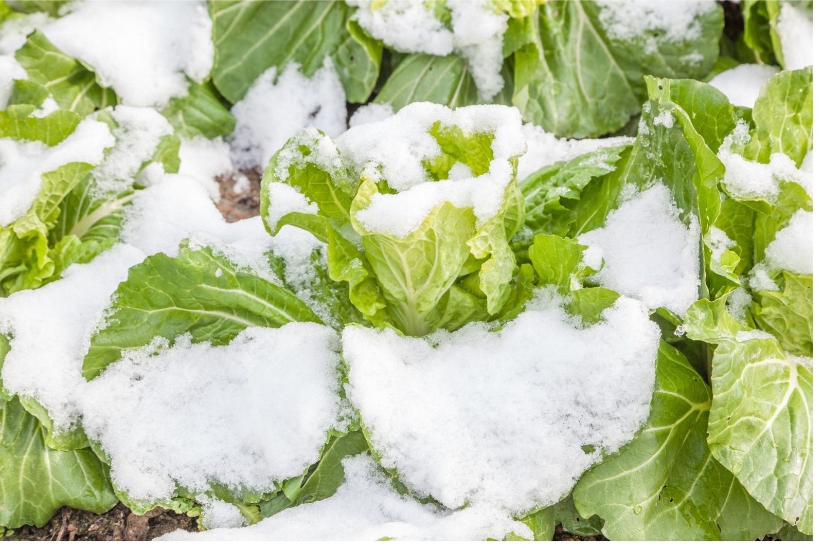 Wintersalate bei Schnee und Frost