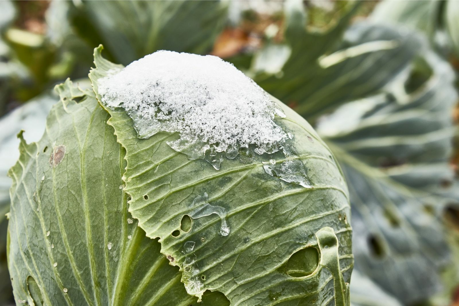 Growing Winter Vegetables: Advantages, Varieties and Sowing Times