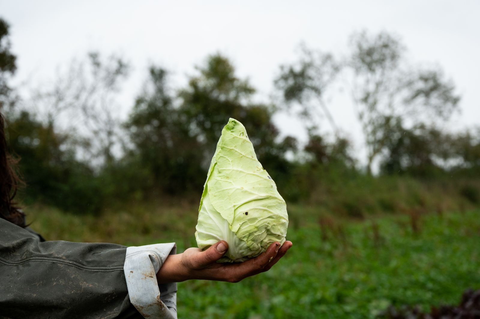 Spitzkohl im Winter anbauen