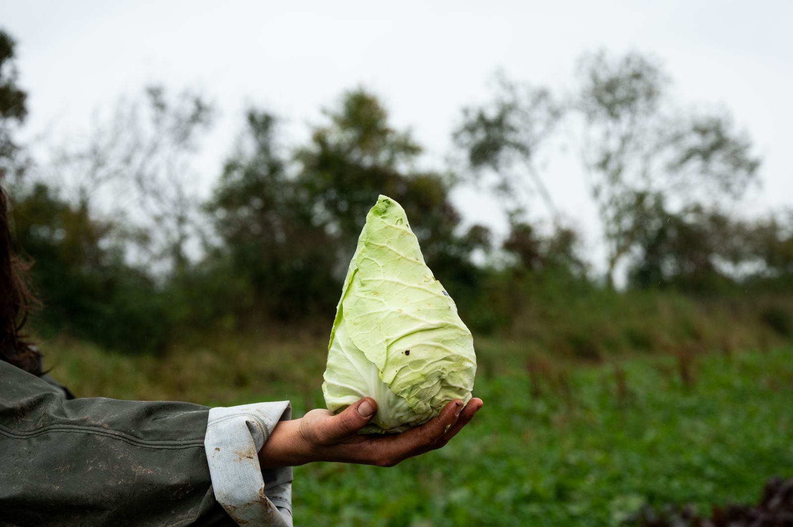 Growing pointed cabbage in winter