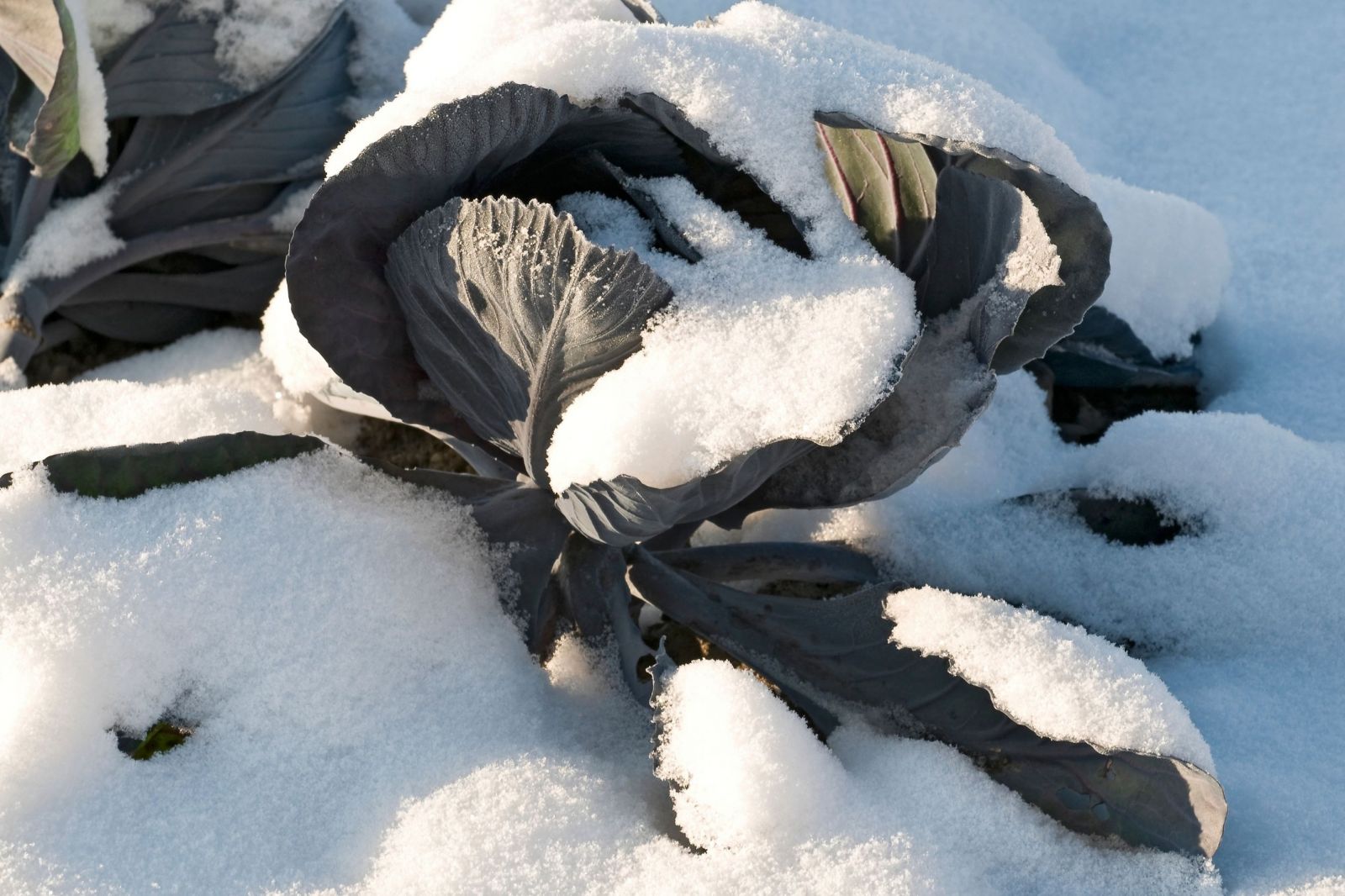 Cabbage in the snow
