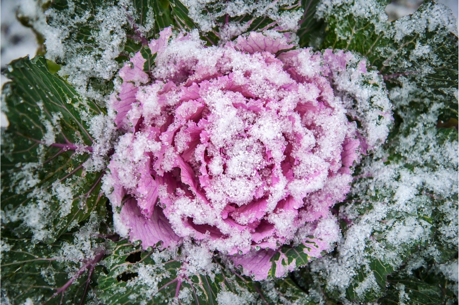 Ornamental cabbage in the snow