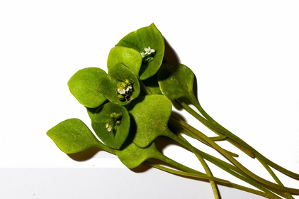 Growing Winter Purslane: Tips for Sowing & Harvesting