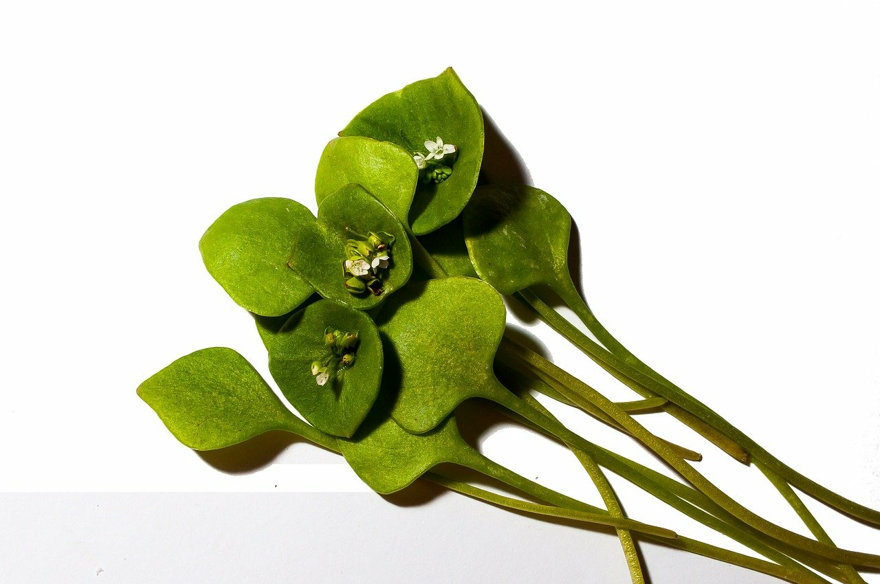 Growing Winter Purslane: Tips for Sowing & Harvesting